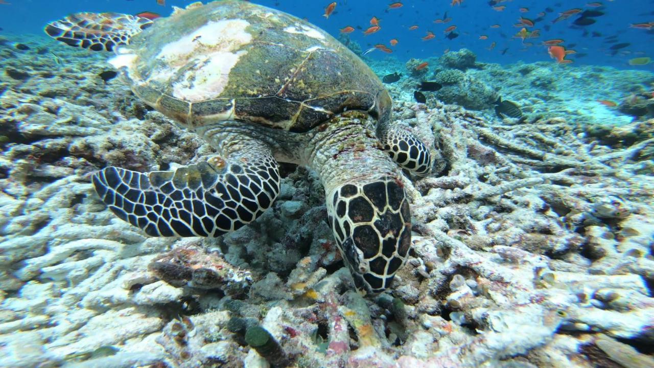 Dhangethi Inn Eksteriør billede